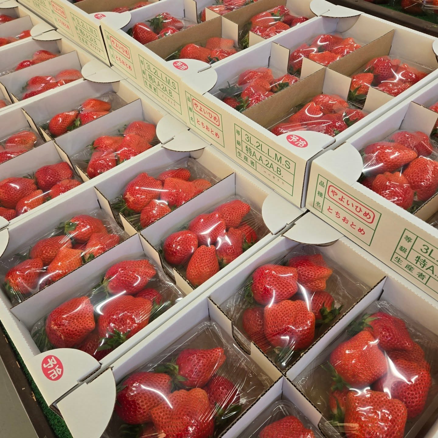 いちごフェア詳細!!
本日2/19(木)もいちごフェアです!!
今回はやよいひめのみになります!!
本日もワンコイン税込500円販売になります!!
お取り置きもできますのでお気軽にお電話お願いします
0270-74-3252
※DMのお取り置きもはできませんのでご注意ください。
数に限りがありますので無くなり次第終了となります。
今日も1日よろしくお願いいたします